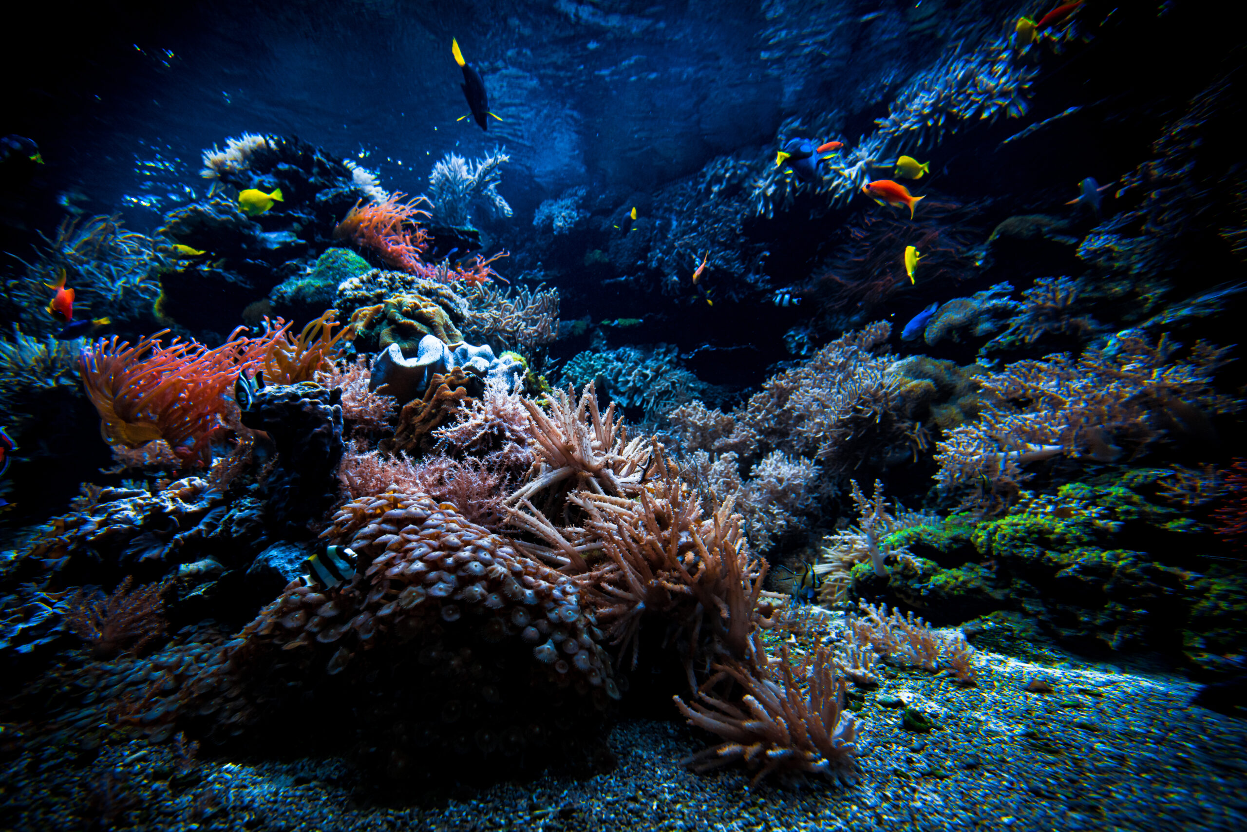 10 Unusual Facts about Animals 
